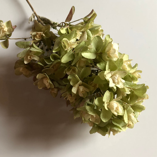 紫陽花のドライフラワーリース　七月のインテリア　柏葉紫陽花 紫陽花のドライフラワーリース七月のインテリア柏葉紫陽花
