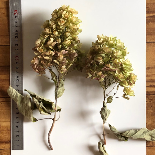 紫陽花のドライフラワーリース七月のインテリア柏葉紫陽花