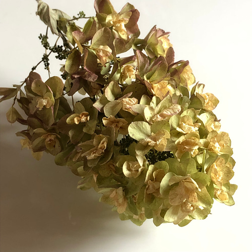 カシワバアジサイ ドライフラワー 10本 【2】＊ 柏葉紫陽花