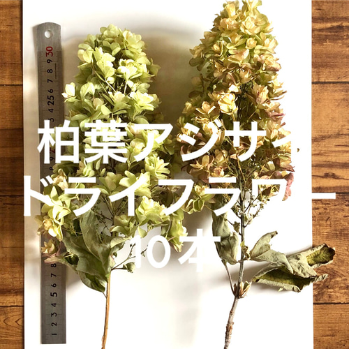 カシワバアジサイ ドライフラワー 10本 【2】＊ 柏葉紫陽花