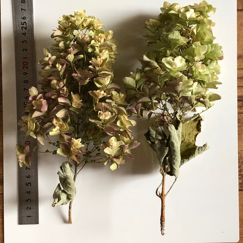 カシワバアジサイ ドライフラワー 10本 【2】＊ 柏葉紫陽花