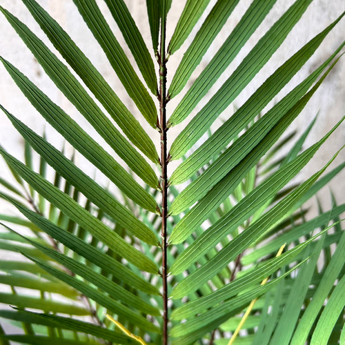 光触媒 人工観葉植物 ウォールグリーン フェイクグリーン アレカヤシ 