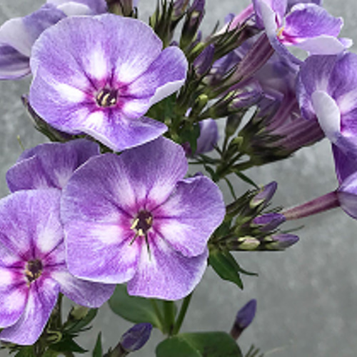 強健☆放置で毎年咲くフロックス ☆ユニークオールドブルー☆5号