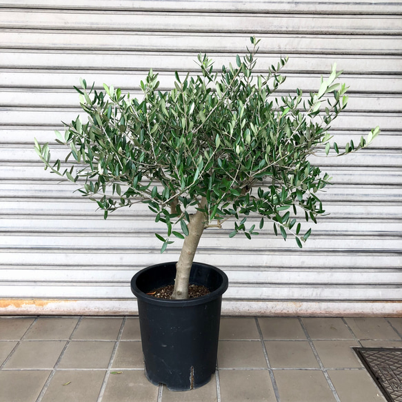 創樹　オリーブ　ルッカ　3 創樹 オリーブ ルッカ 3