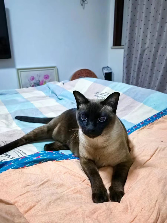 【オーダーメイドペット】羊毛フェルト、うちの子　猫ぬいぐるみ、フェルト猫、羊毛猫、肖像画、犬猫人形 プレゼントやギフトに 100% 模様