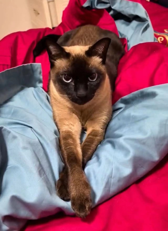 【オーダーメイドペット】羊毛フェルト、うちの子　猫ぬいぐるみ、フェルト猫、羊毛猫、肖像画、犬猫人形 プレゼントやギフトに 100% 模様