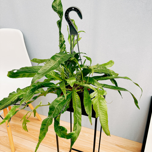 現品］アグラオモルファ コロナンス 4号 観葉植物 室内 吊り下げ