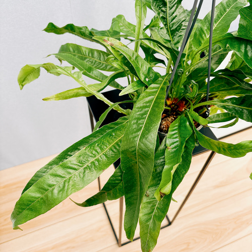 現品］アグラオモルファ コロナンス 4号 観葉植物 室内 吊り下げ