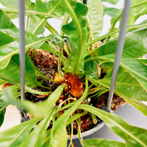 現品］アグラオモルファ コロナンス 4号 観葉植物 室内 吊り下げ 吊り