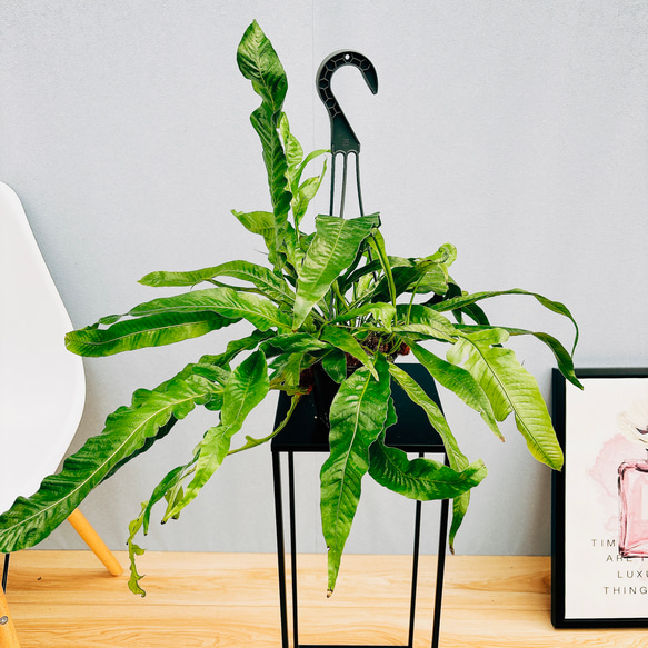 贅沢品 4号 コロナンス 現品］アグラオモルファ 観葉植物 吊り下げ 室内 その他観葉植物