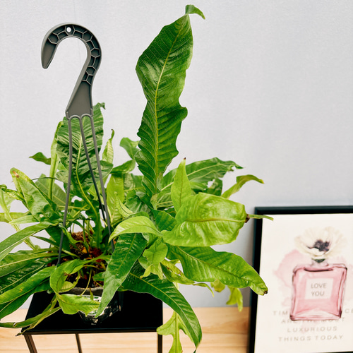 現品］アグラオモルファ コロナンス 4号 観葉植物 室内 吊り下げ 吊り