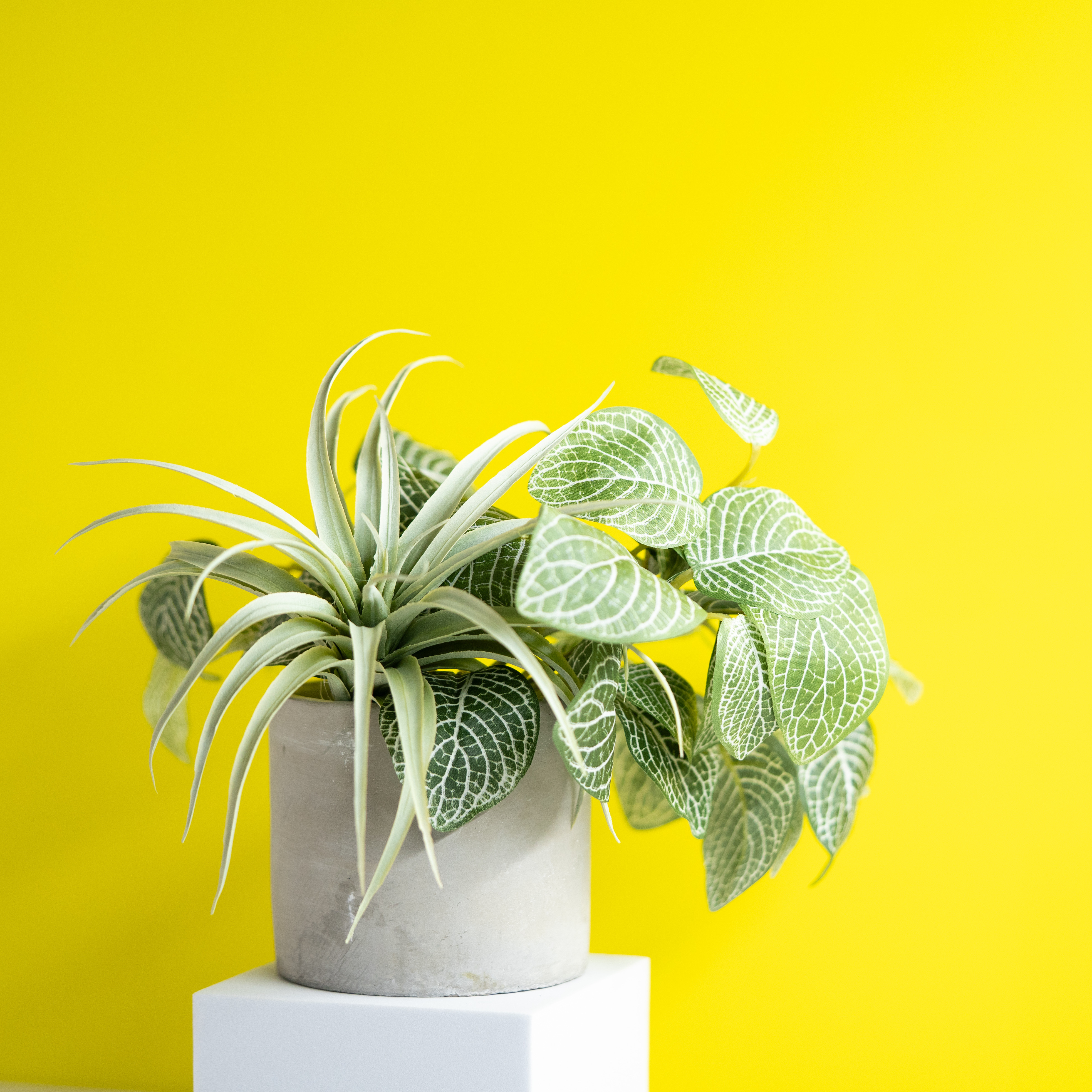 エアプランツとフィットニアの寄せ植えコンクリートポット