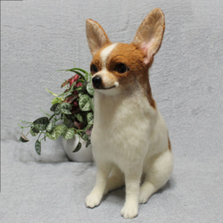 羊毛フェルト オーダー 「リアルで可愛いワンちゃん」柴犬