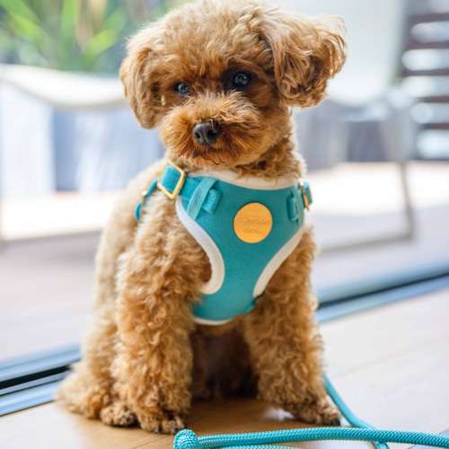 セット販売⭐︎割引価格 「ハーネス＆リード」 リード・首輪 ELINDOG