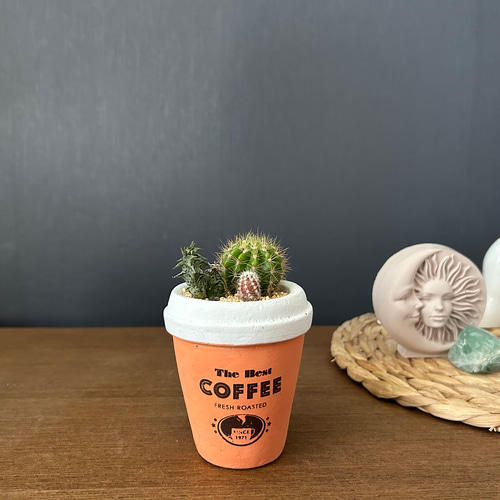 1点限定販売☆ インテリア サボテン 多肉植物 コーヒーカップ寄せ植え