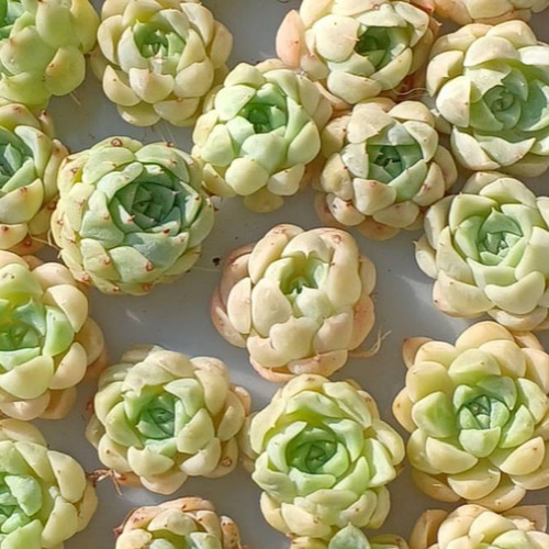 ホワイトアングル◎多肉植物 カット苗 韓国苗 エケベリア等 ホワイト