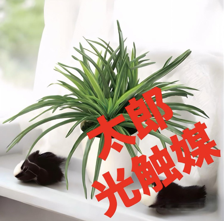 光触媒 人工観葉植物 ウォールグリーン フェイクグリーン ドラセナ