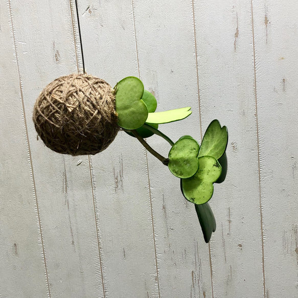  第7張的照片