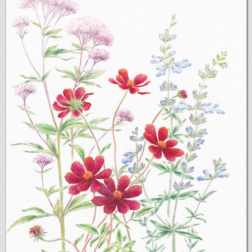 チョコレートコスモスと秋の花 A5ポスター イラスト Herbal
