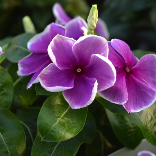 ニチニチソウ ブルーベリーホイップ 花苗 花 苗 ガーデニング 園芸