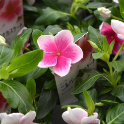 64b40ba079566a1b771621d36d7a96