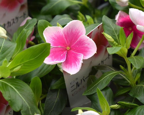 64b40ba079566a1b771621d36d7a96