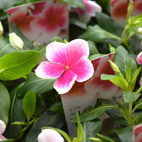 ビンカ「ニルバーナカスケード ピンクスプラッシュ」 花苗 花 苗