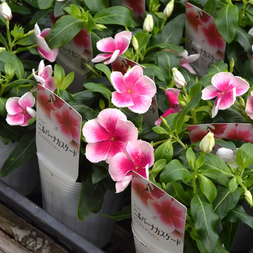 【かなさん専用】【長期掲載品セール】ビーナスルチル　キラキラ花火　14mm YAM-05-1088 KAGAYA 満月彩花（新潟） 500ピース ［CP-NV］ やのまん