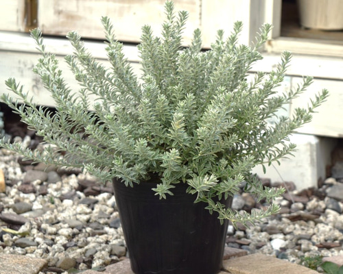 5寸 上質」ウエストリンギア ホワイトスモーキー 常緑低木 低木 苗