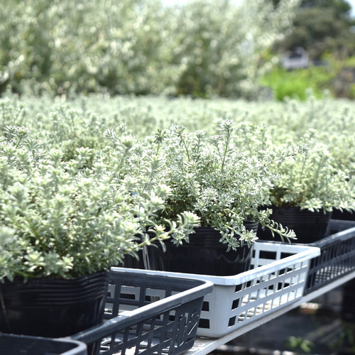 5寸 上質」ウエストリンギア ホワイトスモーキー 常緑低木 低木 苗