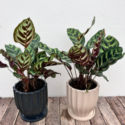 カラテア マコヤナ＊オシャレな陶器鉢＊観葉植物＊人気 アートフラワー