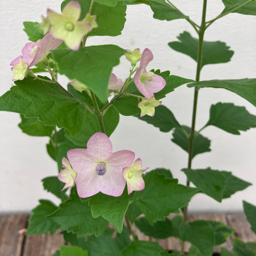 チャイニーズハット2個セット＊ホルムショルディア＊ガーデニング