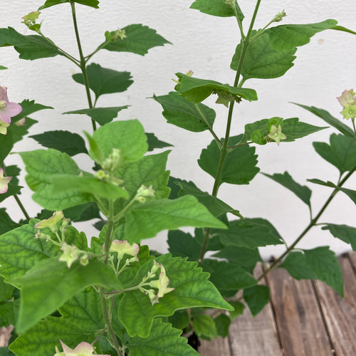 チャイニーズハット2個セット＊ホルムショルディア＊ガーデニング