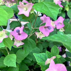 チャイニーズハット2個セット＊ホルムショルディア＊ガーデニング