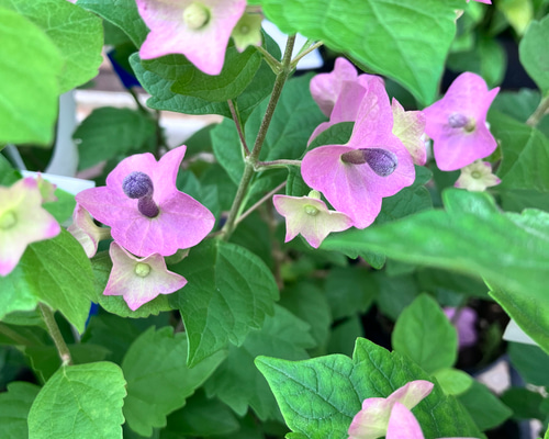 チャイニーズハット2個セット＊ホルムショルディア＊ガーデニング