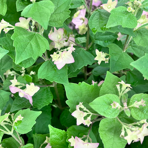 ty　チャイニーズハット苗 ちょうちょのお花！ホルムショルディア 『テッテンシス