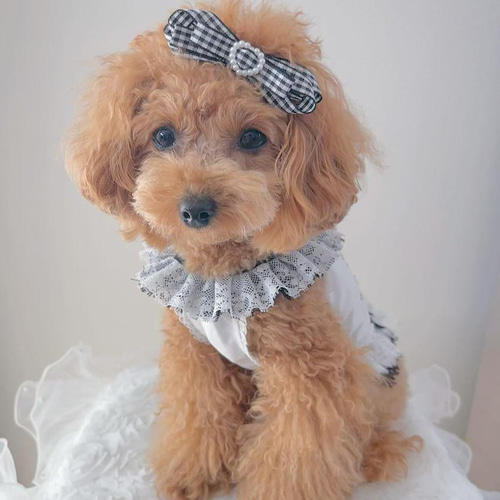 大きなリボンギンガム　　∞TuTu∞  犬服　ハンドメイド 大きなリボンギンガム∞TuTu∞ 犬服ハンドメイド