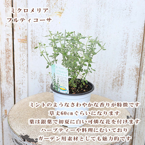 ヴィンテージ　ハーブ　アート　FRESH HERBS ヴィンテージ ハーブ アート FRESH HERBS