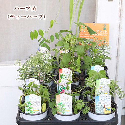 ヴィンテージ　ハーブ　アート　FRESH HERBS herb-forest (@forest.1999) · Kanazawa-shi, Ishikawa