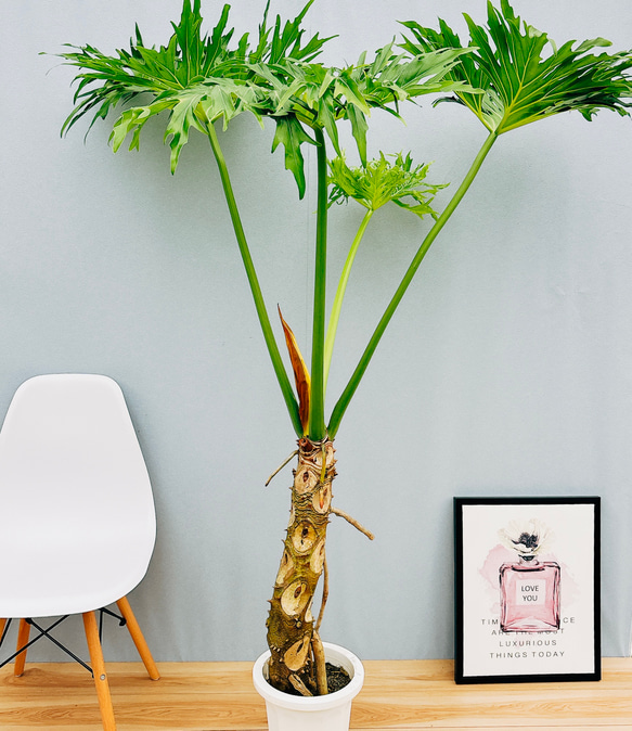 現品］3番 特大！ フィロデンドロン セローム 幹上がり 8号 観葉