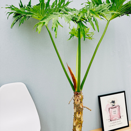 現品］3番 特大！ フィロデンドロン セローム 幹上がり 8号 観葉植物