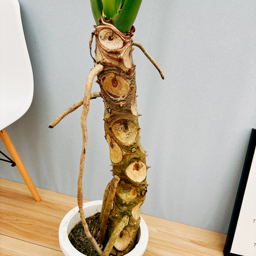 現品］3番 特大！ フィロデンドロン セローム 幹上がり 8号 観葉