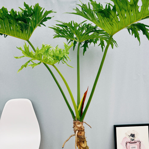 現品］3番 特大！ フィロデンドロン セローム 幹上がり 8号 観葉