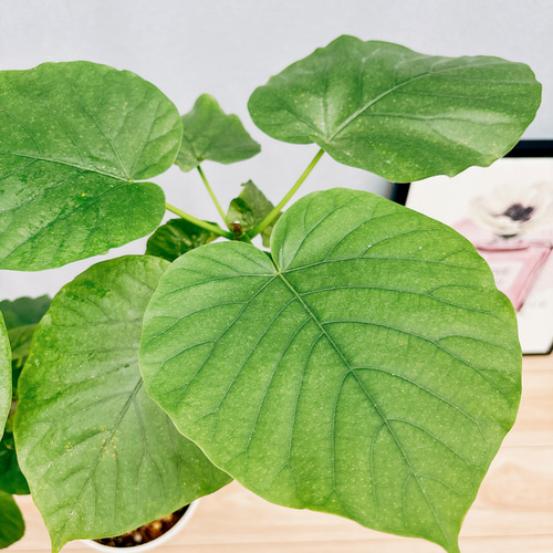 現品］7番 フィカス ウンベラータ 7号 観葉植物 室内 ゴムの木