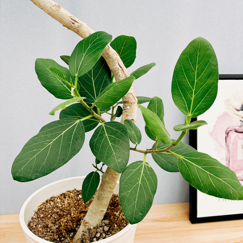 現品］4番 フィカス ベンガレンシス 曲がり 8号 観葉植物 室内