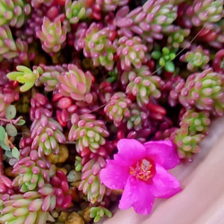 七色紫陽花 挿し穂 多肉植物 ☆にゃんこ姫 通販 16049931｜Creema