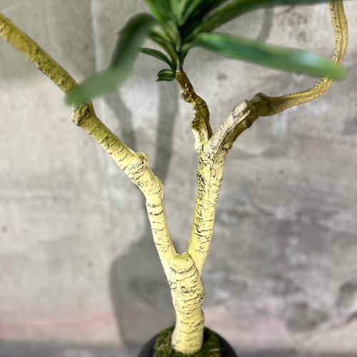 光触媒 人工観葉植物 ウォールグリーン フェイクグリーン コンシンネ