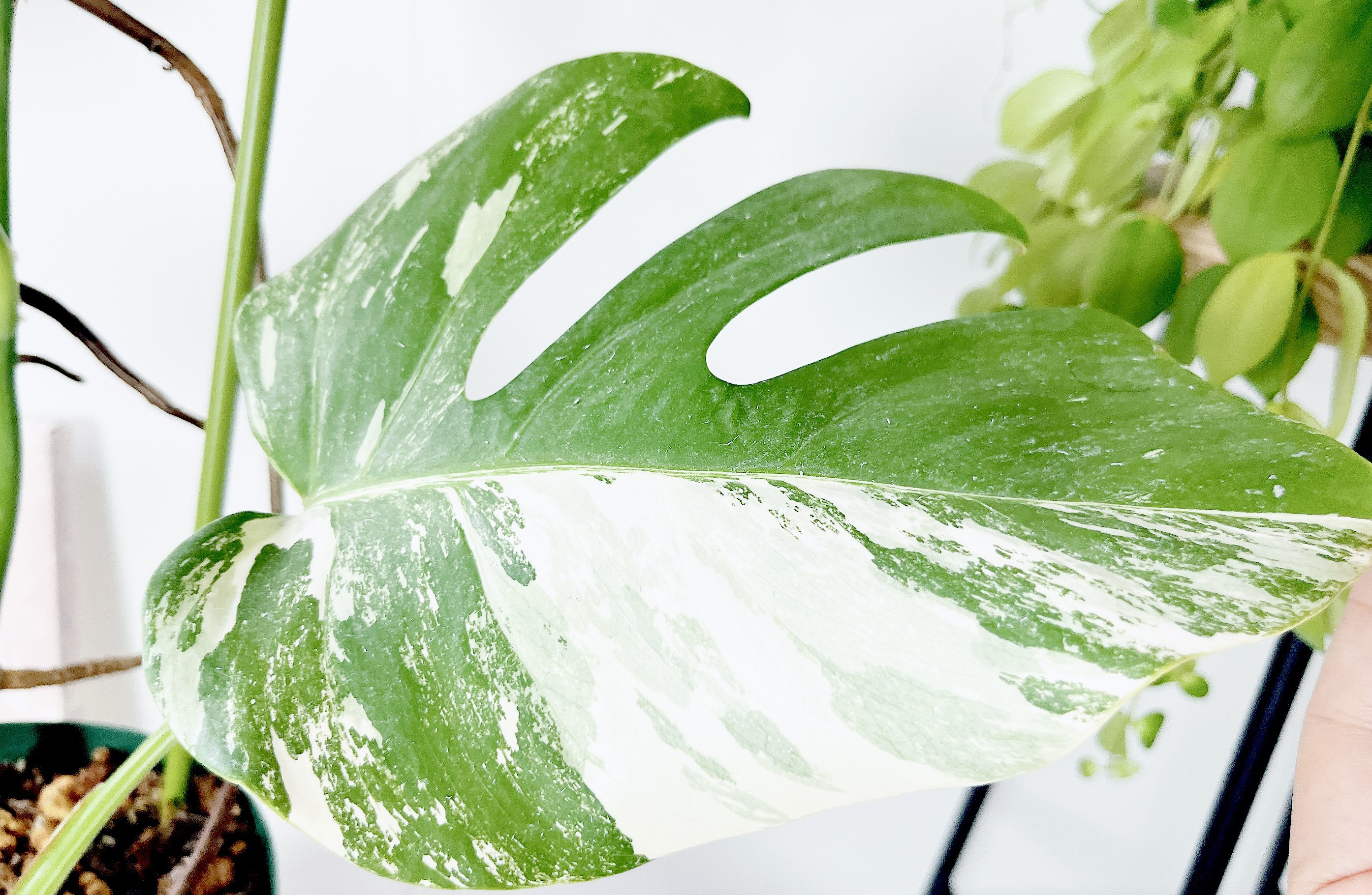 発根活着済 斑入りモンステラ 】ボルシギアナ ホワイトタイガー24 3鉢