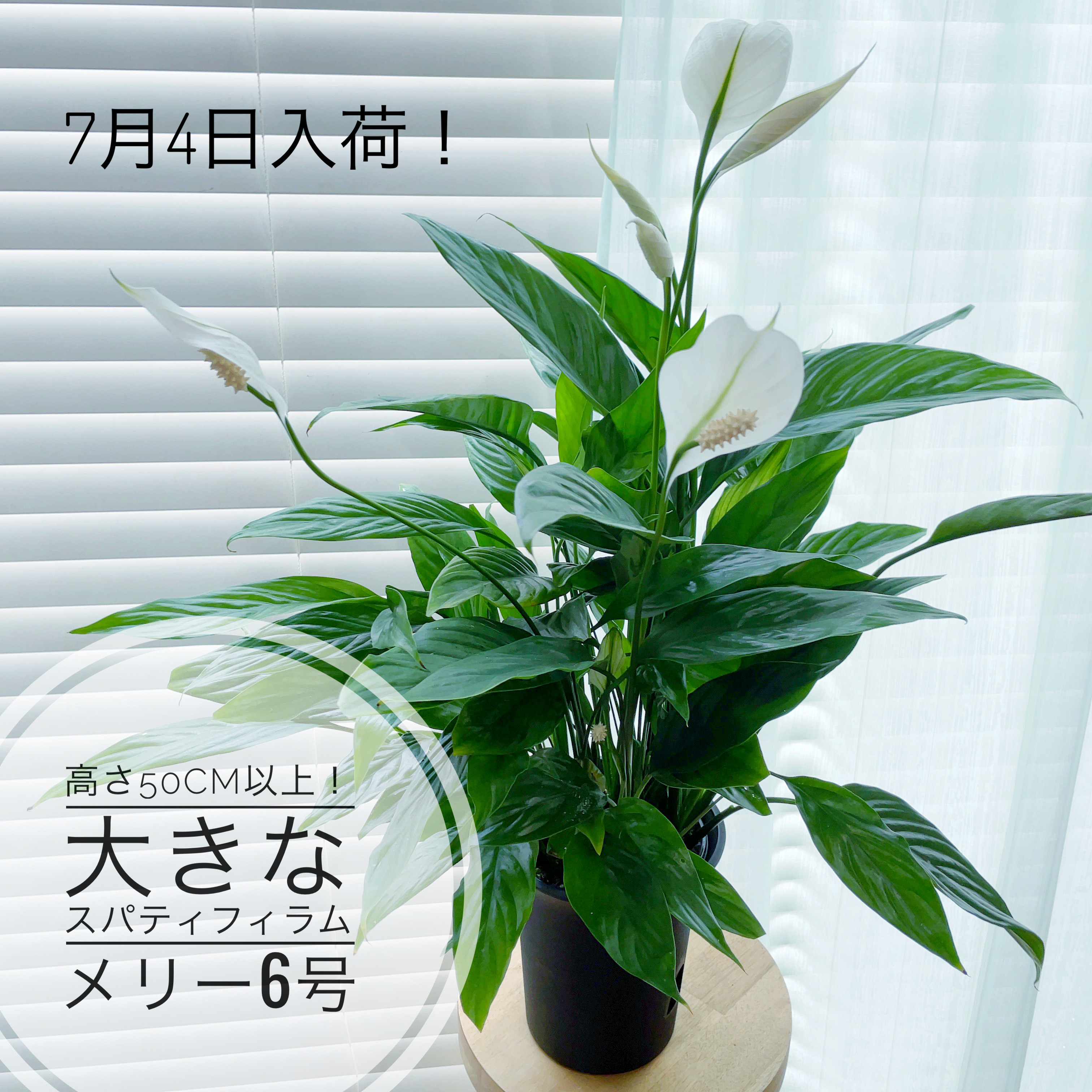 現品］【希少】1番 アロエ ラモシシマ 7号 レア 羅紋錦 多肉植物