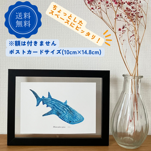 ポストカード おしゃれ アート デザイン サメ 癒し インテリア